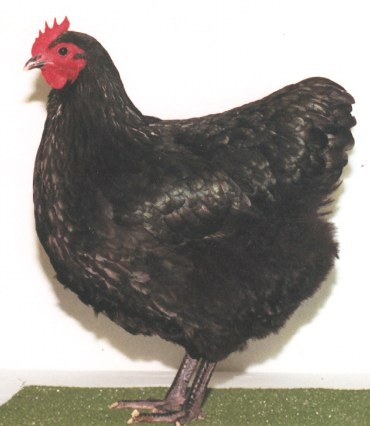 Australorp Female2001060900-28