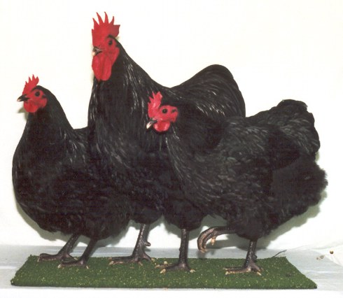 Australorp Trio2001060903-35