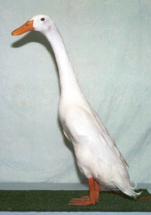 Indian Runner Duck2001060901-23