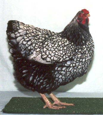 Silver Laced Wyandotte Female2001060903-12