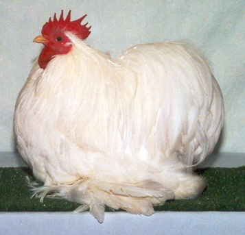 White Pekin Male2001060901-11