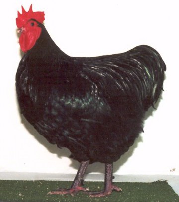 Australorp Male2001060902-9