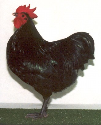 Bantam Australorp Male2001060903-34