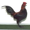 Australian Pit Game Bantam Male