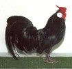 Rosecomb Bantam Male