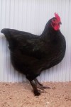 LANGSHAN, AUSTRALIAN BLACK PULLET