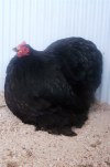 BLACK PEKIN PULLET