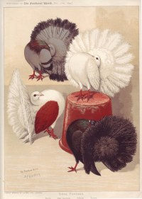 Fantails 1895 